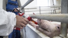 Синхронізація охоти ремонтних свинок препаратом Альтрезин
