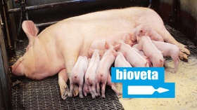 Схема вакцинації свиноматок та молодняка препаратами Біовети