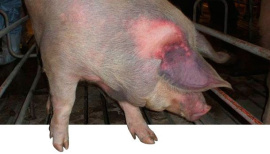 Респіраторно-репродуктивний синдром свиней (РРСС)